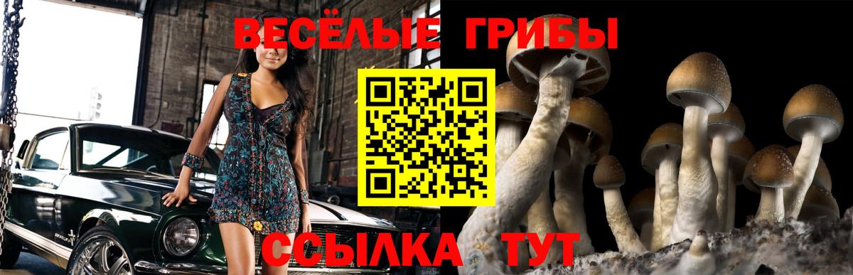 дарнет шоп  Псилоцибиновые грибы прущие грибы  Вход с VPN  Славгород  Псилоцибиновые грибы мицелий 